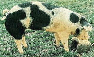 spotted poland china hog